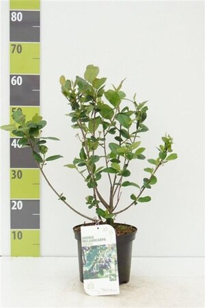 Aronia prunifolia 'Viking' 40-60 cm cont. 3,0L - afbeelding 2
