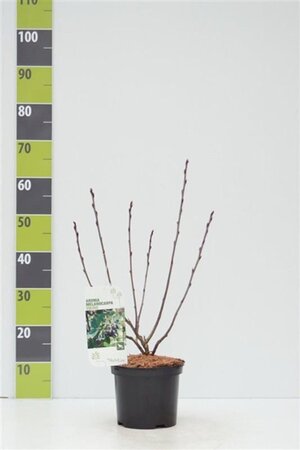 Aronia prunifolia 'Viking' 40-60 cm cont. 3,0L - afbeelding 3