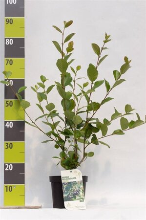 Aronia prunifolia 'Viking' 40-60 cm cont. 3,0L - afbeelding 4