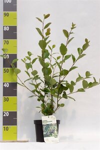 Aronia prunifolia 'Viking' 40-60 cm cont. 3,0L - afbeelding 4