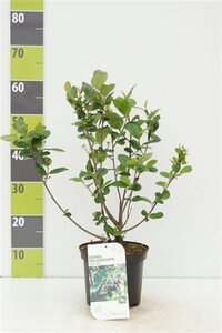 Aronia prunifolia 'Viking' 40-60 cm cont. 3,0L - afbeelding 5