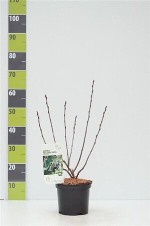 Aronia prunifolia 'Viking' 40-60 cm cont. 3,0L - afbeelding 6