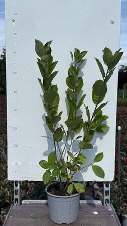Aronia prunifolia 'Viking' 40-60 cm cont. 3,0L