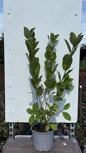 Aronia prunifolia 'Viking' 40-60 cm cont. 3,0L