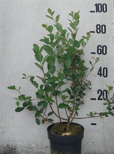 Aronia prunifolia 'Viking' 60-80 cm cont. 10L