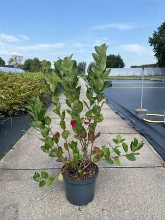 Aronia prunifolia 'Viking' 60-80 cm cont. 10L - afbeelding 2