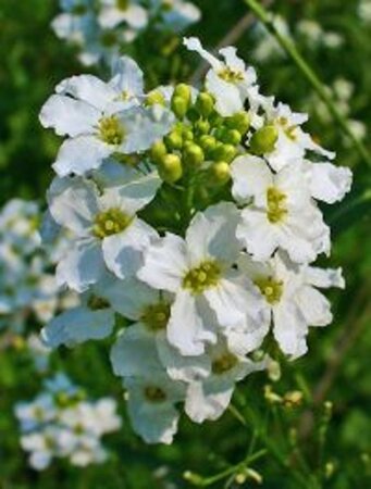 Armoracia rusticana geen maat specificatie 0,55L/P9cm - afbeelding 5