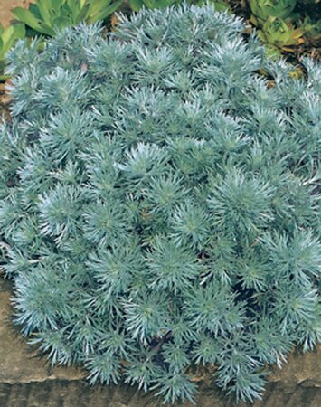 Artemisia schmidt. 'Nana' geen maat specificatie 0,55L/P9cm - afbeelding 3