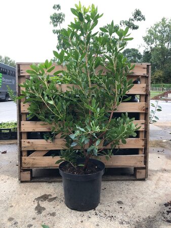Arbutus unedo ROSELILY (PBR) 60-80 cm cont. 10L