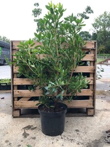 Arbutus unedo ROSELILY (PBR) 60-80 cm cont. 10L