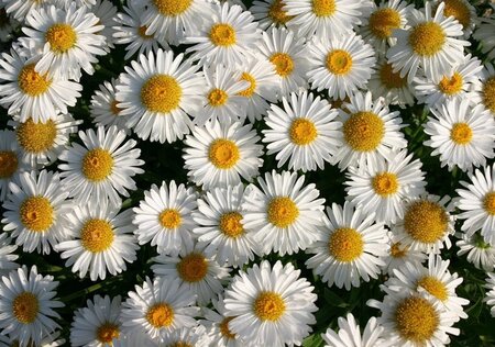 Aster alpinus 'Albus' geen maat specificatie 0,55L/P9cm - afbeelding 3