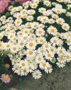 Aster alpinus 'Albus' geen maat specificatie 0,55L/P9cm - afbeelding 4