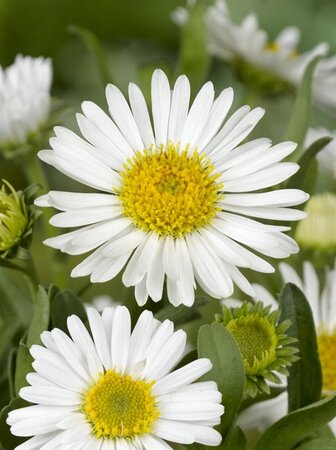 Aster alpinus 'Albus' geen maat specificatie 0,55L/P9cm - afbeelding 5