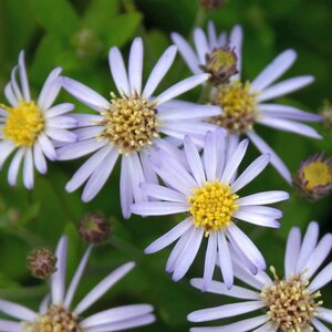 Aster ageratoides 'Adustus Nanus' geen maat specificatie 0,55L/P9cm - afbeelding 2