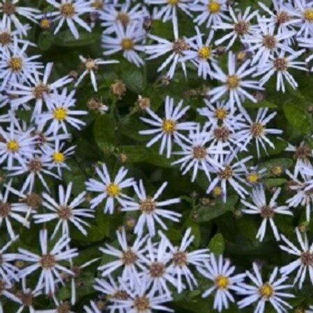 Aster ageratoides 'Adustus Nanus' geen maat specificatie 0,55L/P9cm - afbeelding 3