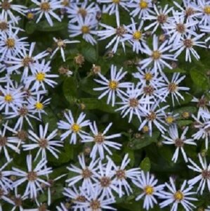 Aster ageratoides 'Adustus Nanus' geen maat specificatie 0,55L/P9cm - afbeelding 3
