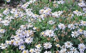 Aster ageratoides 'Adustus Nanus' geen maat specificatie 0,55L/P9cm - afbeelding 4