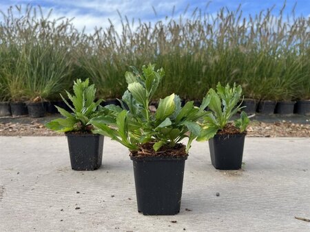Aster ageratoides 'Ashvi' geen maat specificatie 0,55L/P9cm - afbeelding 2