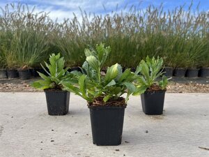 Aster ageratoides 'Ashvi' geen maat specificatie 0,55L/P9cm - afbeelding 2