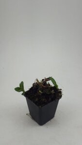 Aster ageratoides 'Ashvi' geen maat specificatie 0,55L/P9cm - afbeelding 7