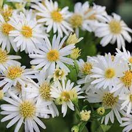 Aster ageratoides 'Ashvi' geen maat specificatie 0,55L/P9cm - afbeelding 3