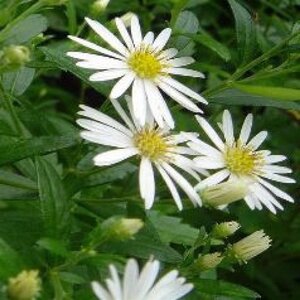 Aster ageratoides 'Ashvi' geen maat specificatie 0,55L/P9cm - afbeelding 4