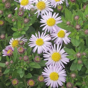 Aster ageratoides 'Asmo' geen maat specificatie 0,55L/P9cm - afbeelding 2