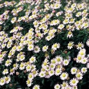 Aster ageratoides 'Asmo' geen maat specificatie 0,55L/P9cm - afbeelding 3