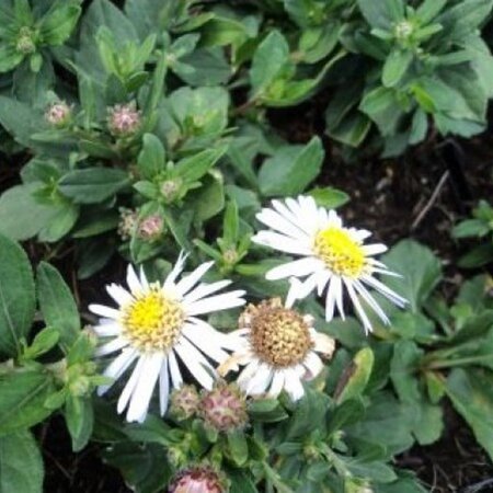 Aster ageratoides 'Asmo' geen maat specificatie 0,55L/P9cm - afbeelding 4