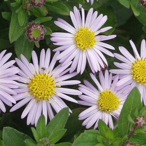 Aster ageratoides 'Asmo' geen maat specificatie 0,55L/P9cm - afbeelding 5