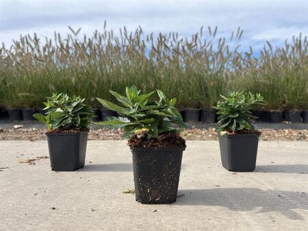 Aster ageratoides 'Asmo' geen maat specificatie 0,55L/P9cm