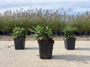 Aster ageratoides 'Asmo' geen maat specificatie 0,55L/P9cm