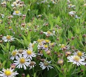 Aster ageratoides 'Asran' geen maat specificatie 0,55L/P9cm