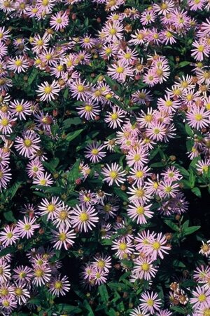Aster ageratoides 'Asran' geen maat specificatie 0,55L/P9cm - afbeelding 8