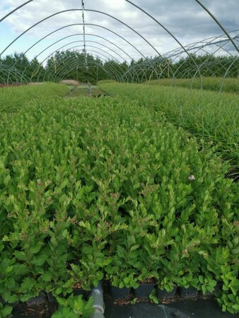 Aster ageratoides 'Asran' geen maat specificatie 0,55L/P9cm - afbeelding 7