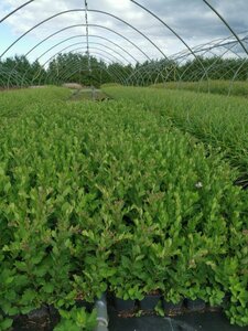 Aster ageratoides 'Asran' geen maat specificatie 0,55L/P9cm - afbeelding 7