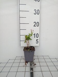 Aster ageratoides 'Asran' geen maat specificatie 0,55L/P9cm - afbeelding 2