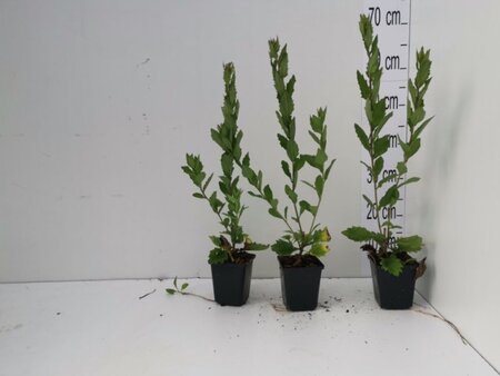Aster ageratoides 'Asran' geen maat specificatie 0,55L/P9cm - afbeelding 8