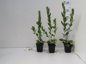 Aster ageratoides 'Asran' geen maat specificatie 0,55L/P9cm - afbeelding 8