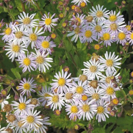 Aster ageratoides 'Asran' geen maat specificatie 0,55L/P9cm - image 6