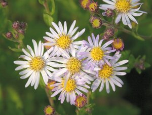 Aster ageratoides 'Asran' geen maat specificatie 0,55L/P9cm - image 7