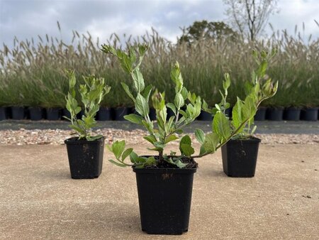 Aster ageratoides 'Asran' geen maat specificatie 0,55L/P9cm - image 3