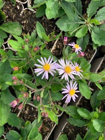 Aster ageratoides 'Asran' geen maat specificatie 0,55L/P9cm - image 2
