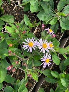Aster ageratoides 'Asran' geen maat specificatie 0,55L/P9cm - image 2