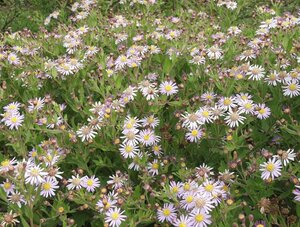 Aster ageratoides 'Asran' geen maat specificatie 0,55L/P9cm - image 8