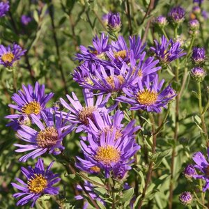 Aster amellus 'Blue King' geen maat specificatie 0,55L/P9cm - afbeelding 2