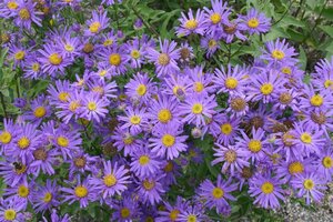 Aster amellus 'Blue King' geen maat specificatie 0,55L/P9cm - afbeelding 3