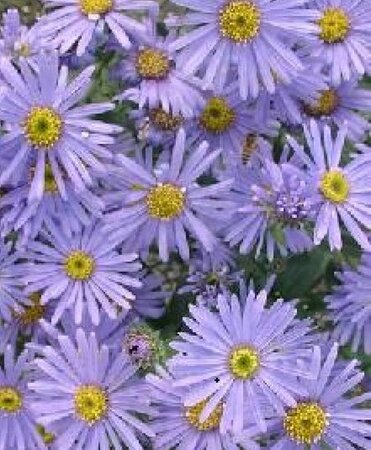 Aster amellus 'Dr Otto Petschek' geen maat specificatie 0,55L/P9cm - afbeelding 1