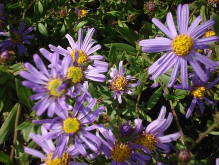 Aster amellus 'Dr Otto Petschek' geen maat specificatie 0,55L/P9cm - afbeelding 2