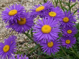 Aster alpinus 'Dunkle Schöne' geen maat specificatie 0,55L/P9cm - afbeelding 2